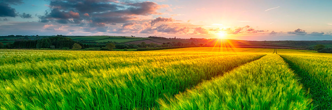 slider summercornfield
