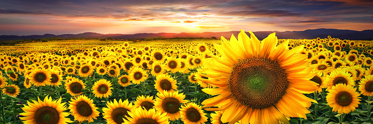 slidesunflower